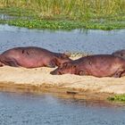 Hippos_6