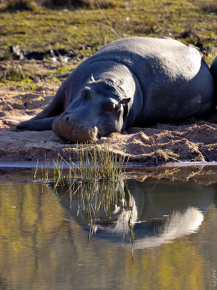 Hipposchlaf