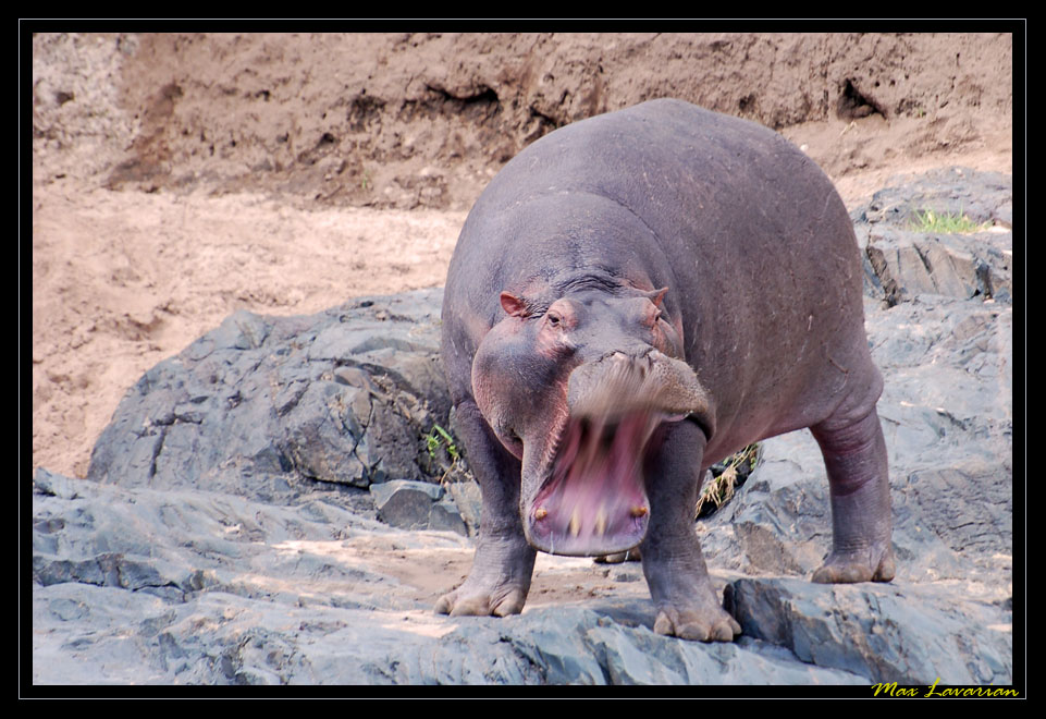 Hippo...segnali di stanchezza