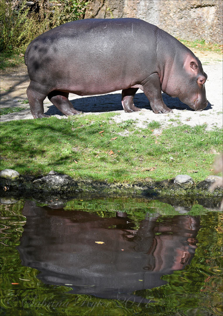 Hippospiegelung...