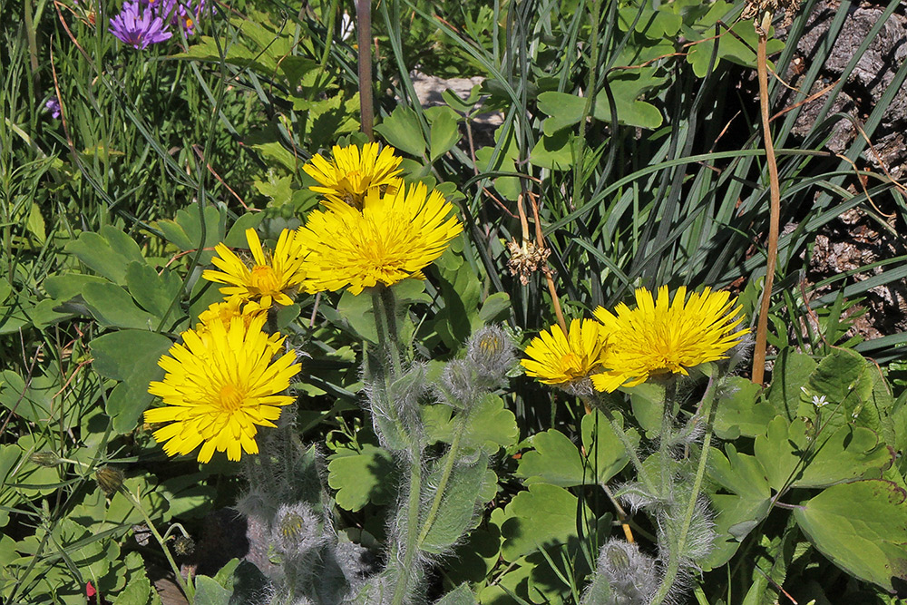 Hiracium villosum