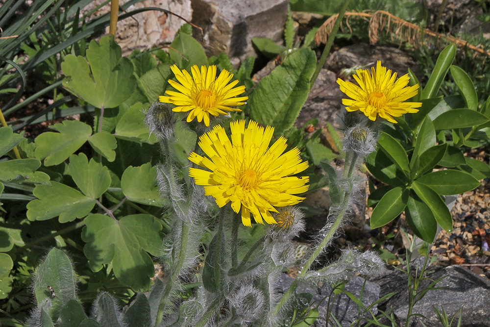 Hiracium villosum im Alpinum