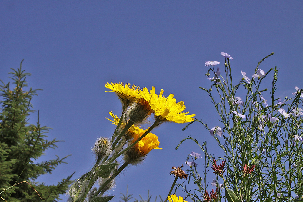 Hiracium villosum und Lein