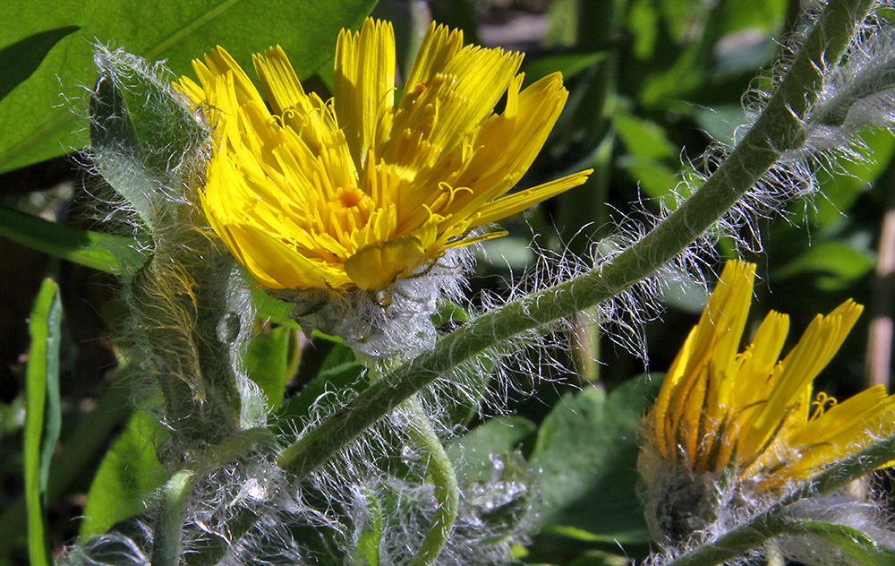 Hiracium villosum - Zottiges Habichtskraut