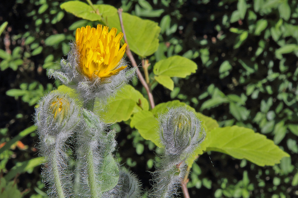 Hiratium villosum-Habichtskraut