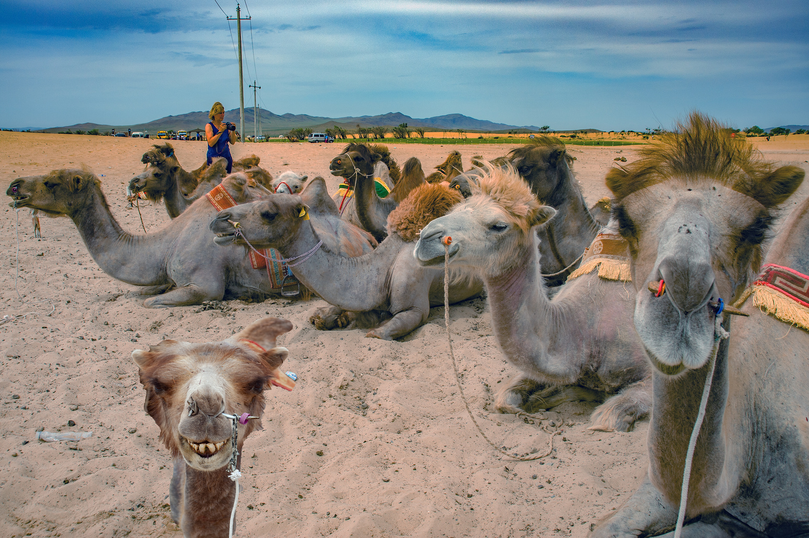 Hire a Bactrian camel