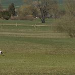 Hirnlose Hundebesitzer auf Storchenjagd an Ostern