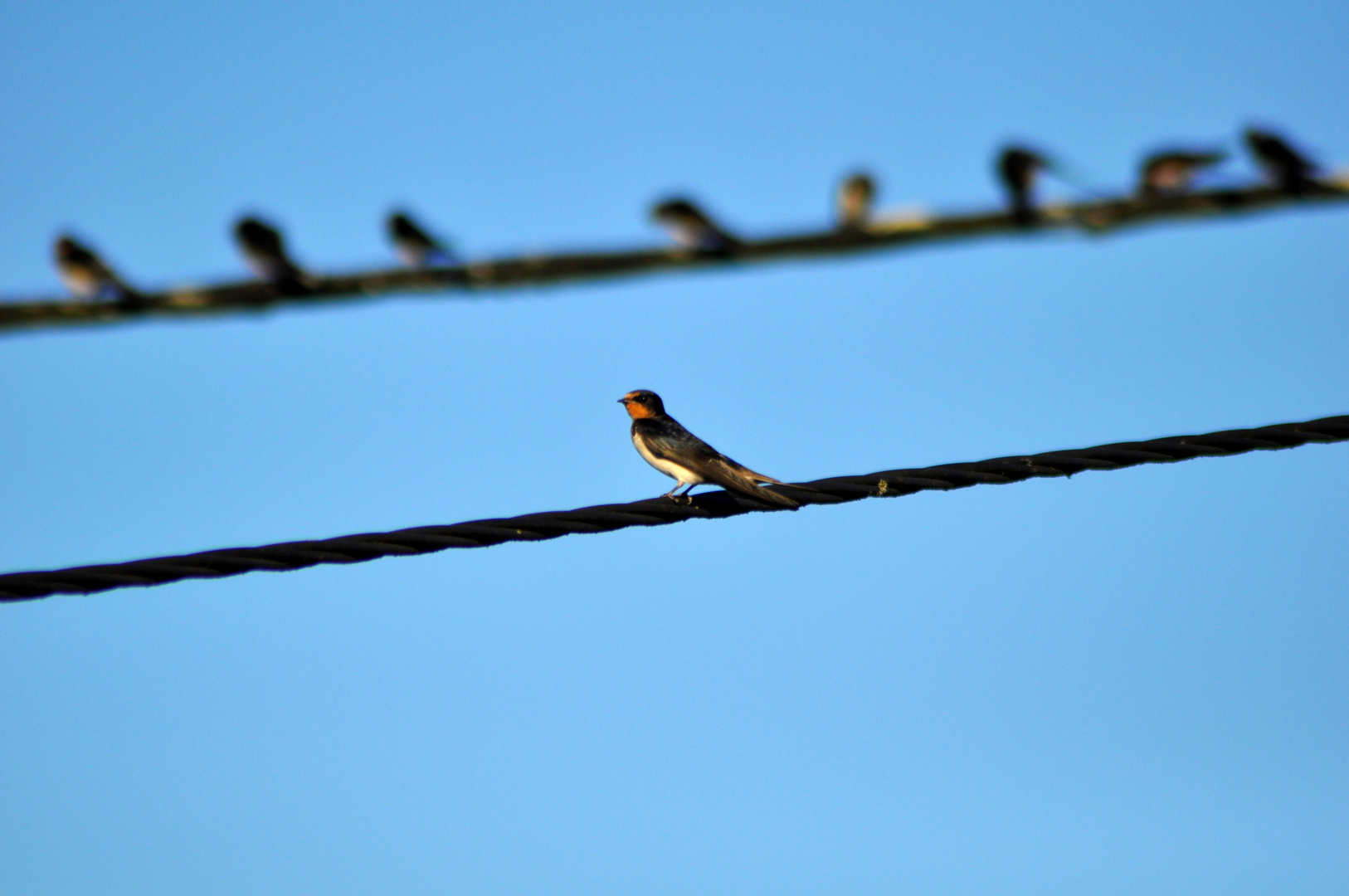 Hirondelle esseulée