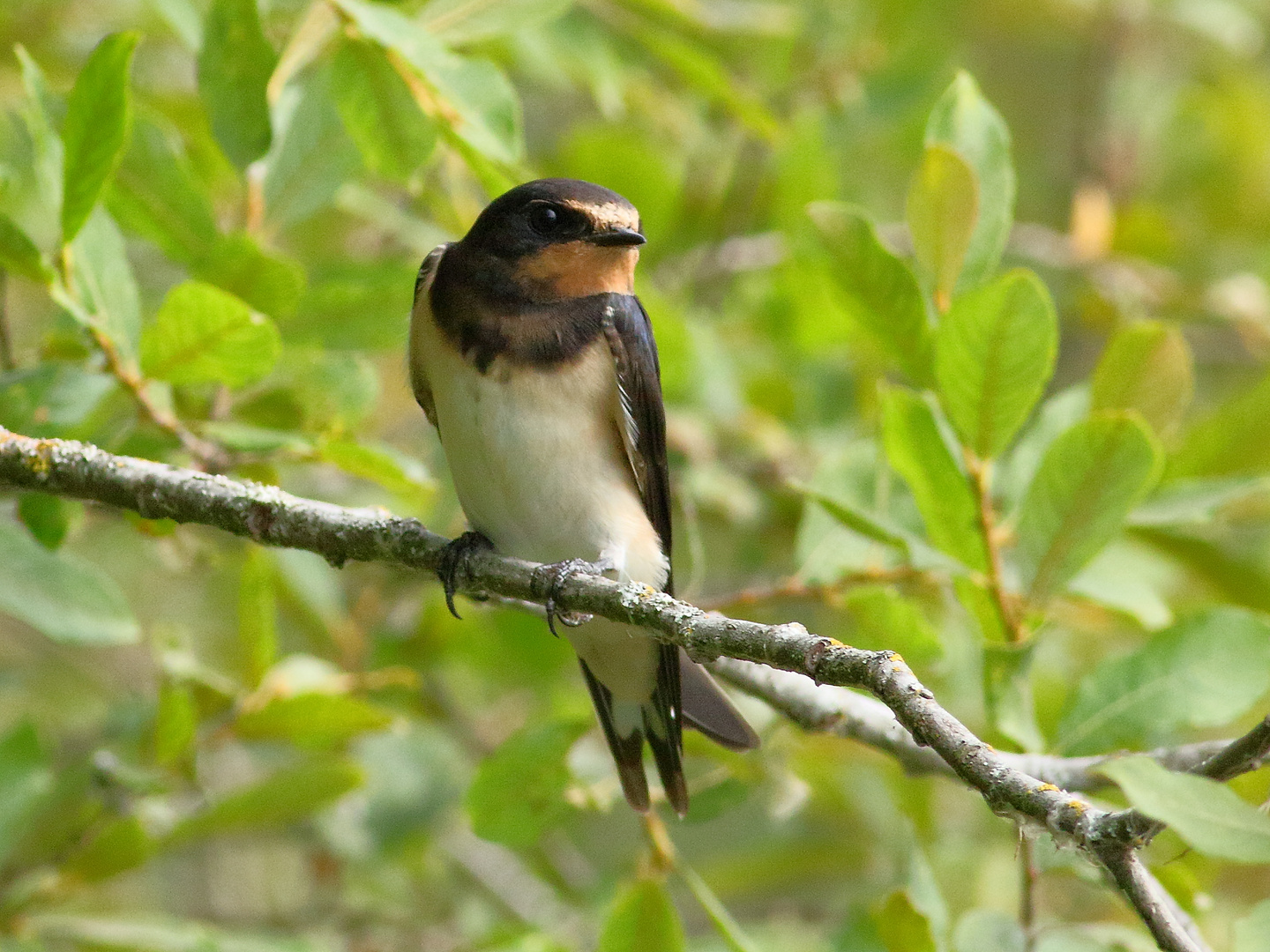 Hirondelle perchée sur sa branche