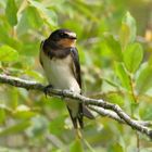 Hirondelle perchée sur sa branche