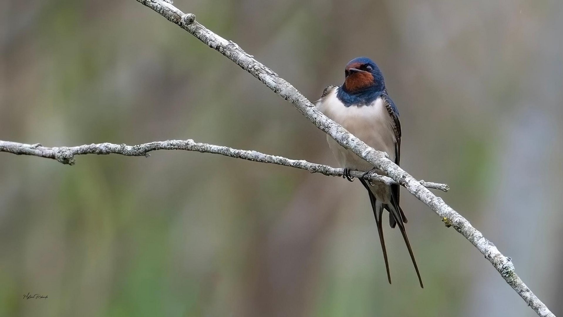 Hirondelle rustique 