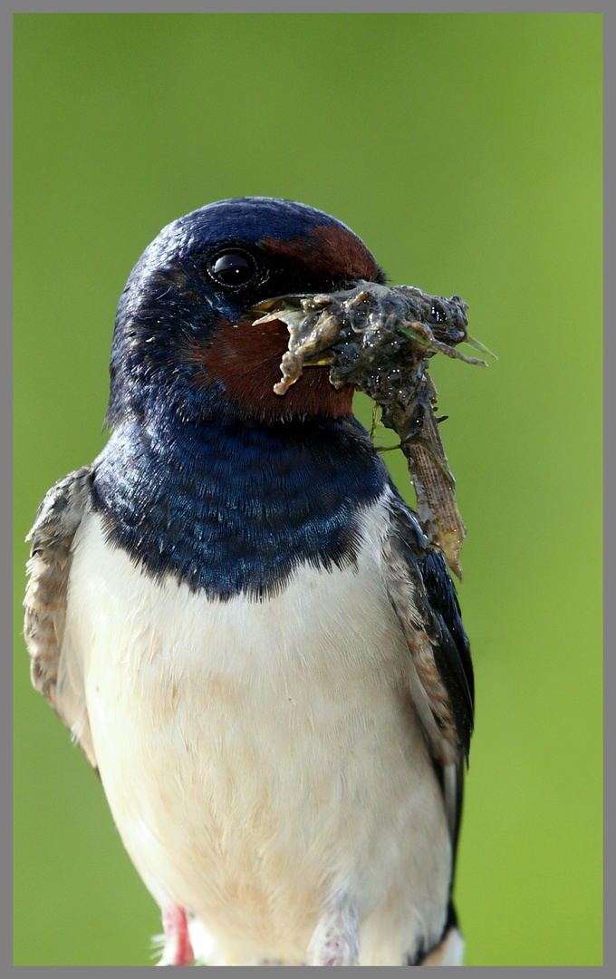 Hirondelle rustique Préparation du nid