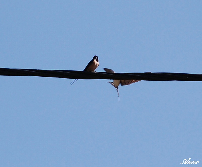 Hirondelles : attention ! je me pose