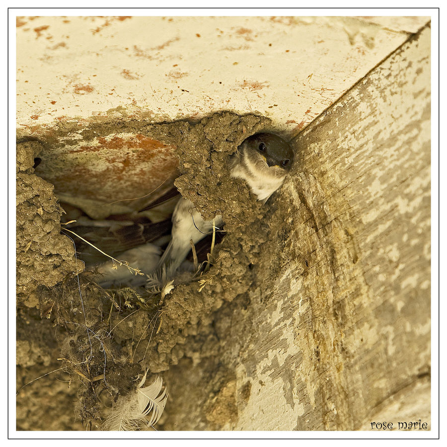 hirondelles dans son nid photo et image animaux, animaux sauvages, oiseaux Images