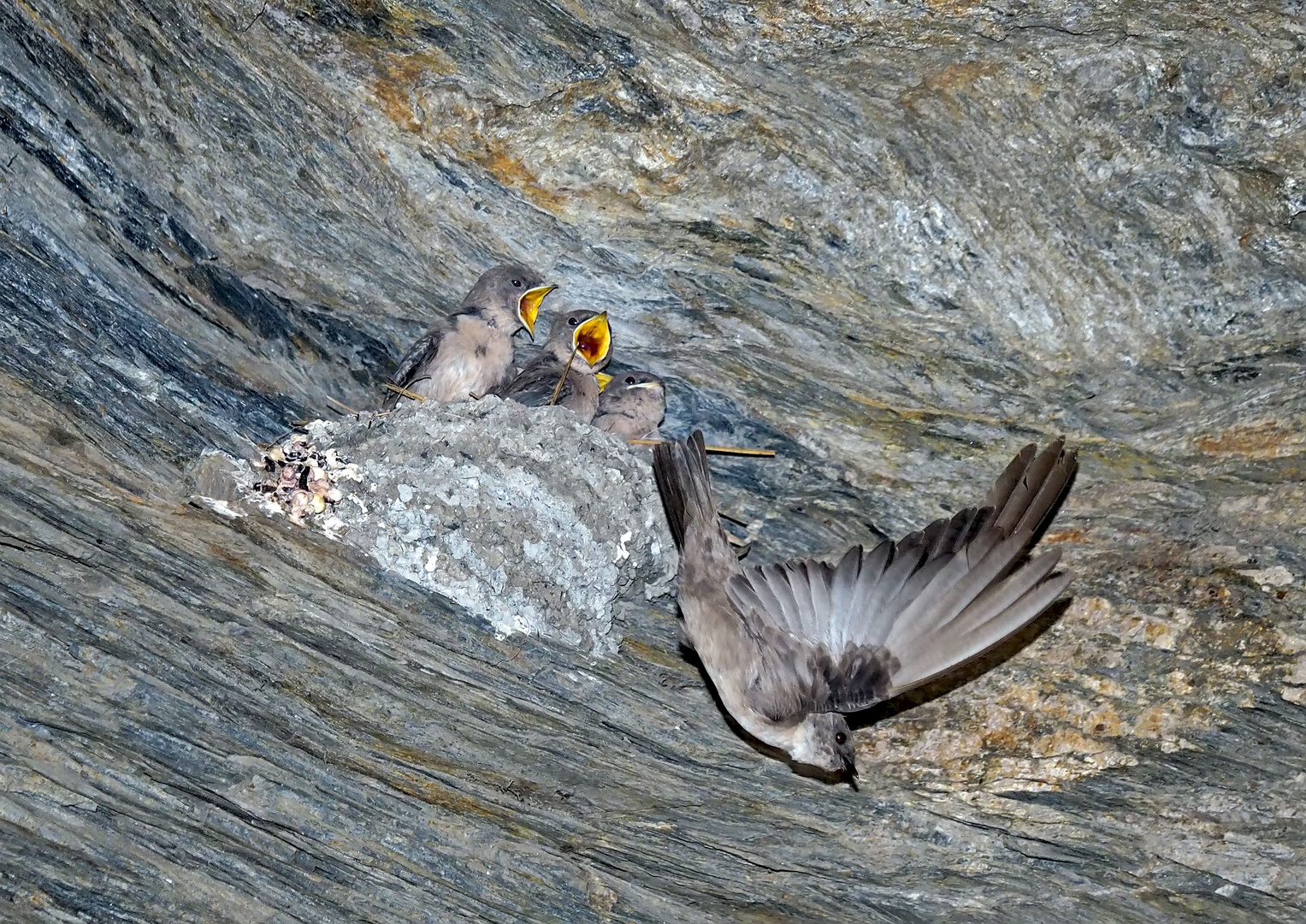 Hirondelles de rochers (Ptyonoprogne rupestris). (Photo 4)