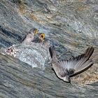 Hirondelles de rochers (Ptyonoprogne rupestris). (Photo 4)