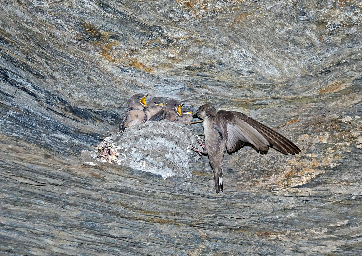 Hirondelles de rochers (Ptyonoprogne rupestris). (Photo 6)