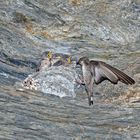 Hirondelles de rochers (Ptyonoprogne rupestris). (Photo 6)