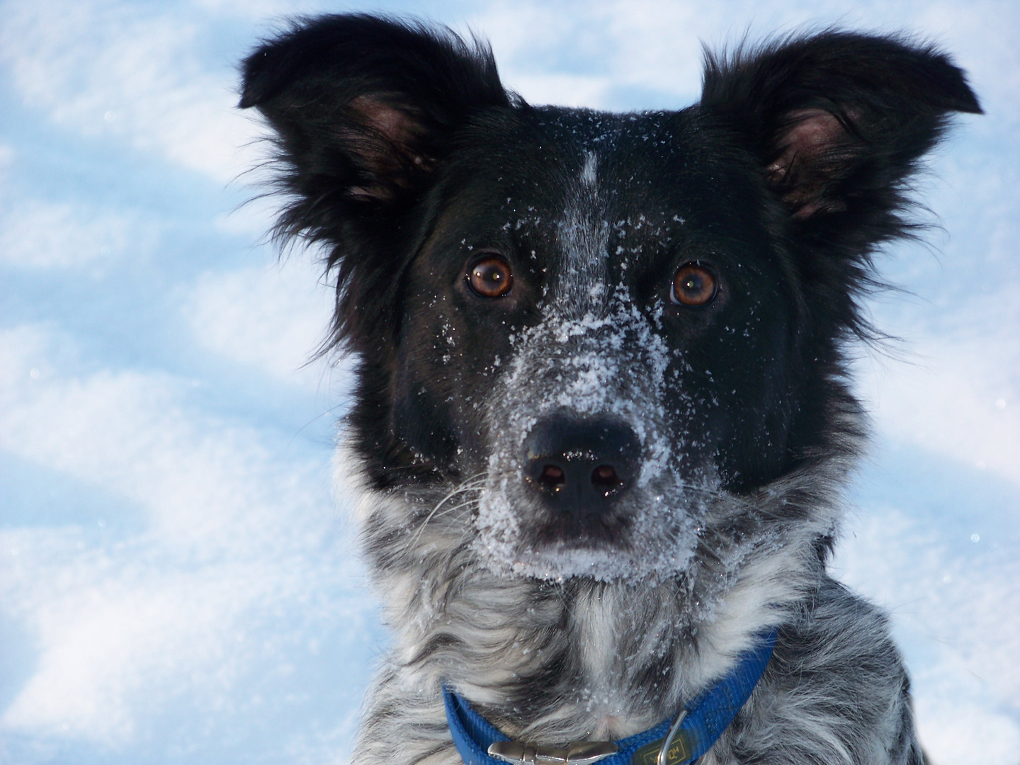 Hiro´s Freude am Schnee