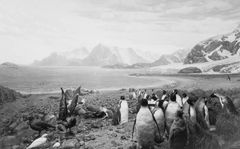 Hiroshi Sugimoto - Birds of the South Georgia, 2012