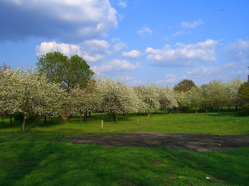 Hiroshima Hain an der alten Bult, Hannover 1/2