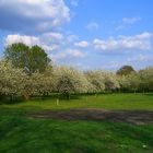 Hiroshima Hain an der alten Bult, Hannover 1/2