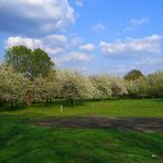 Hiroshima Hain an der alten Bult, Hannover 1/2