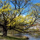 Hiroshimapark in Kiel