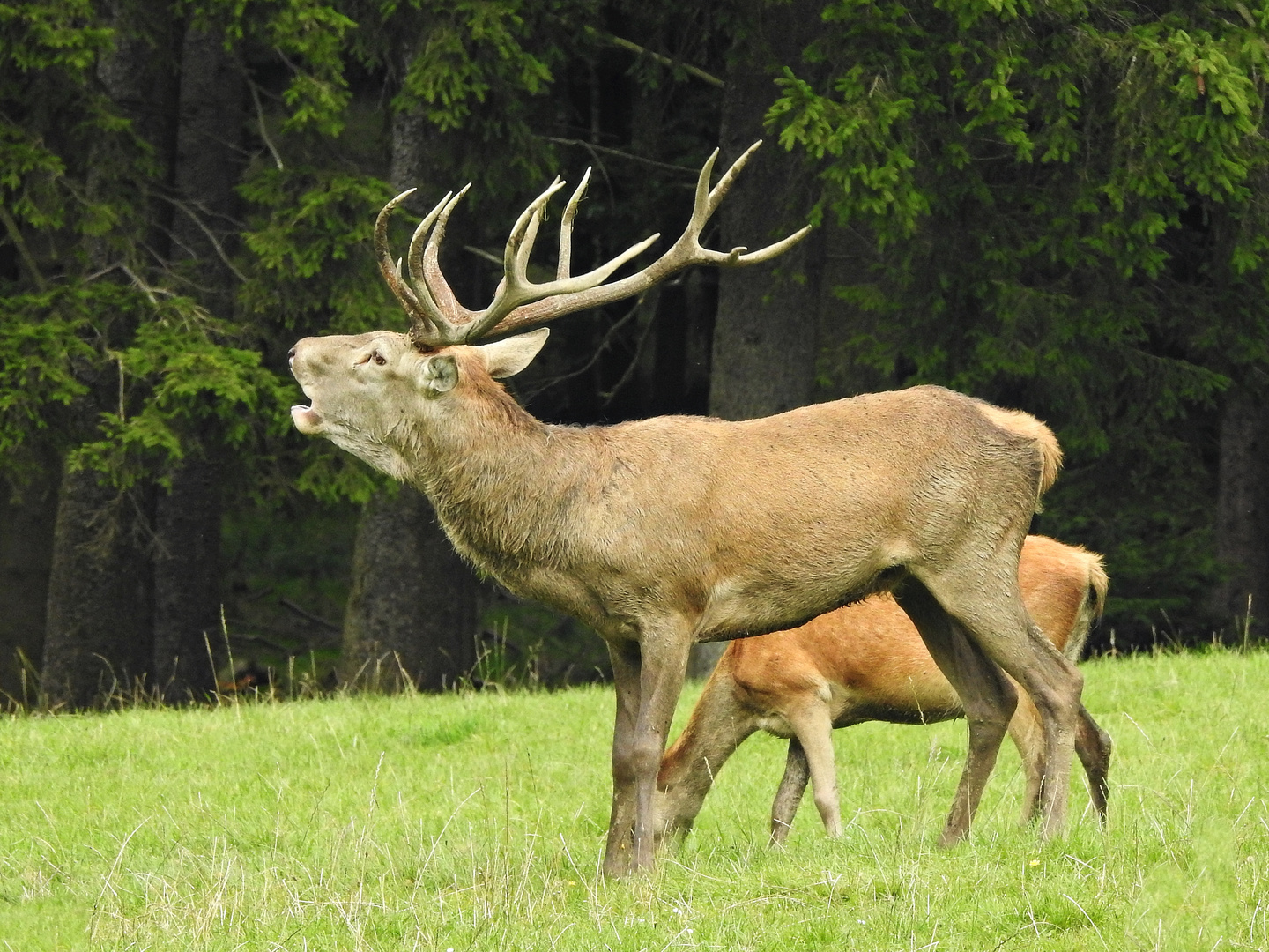 Hirsch 1 Foto & Bild | tiere, wildlife, säugetiere Bilder auf fotocommunity