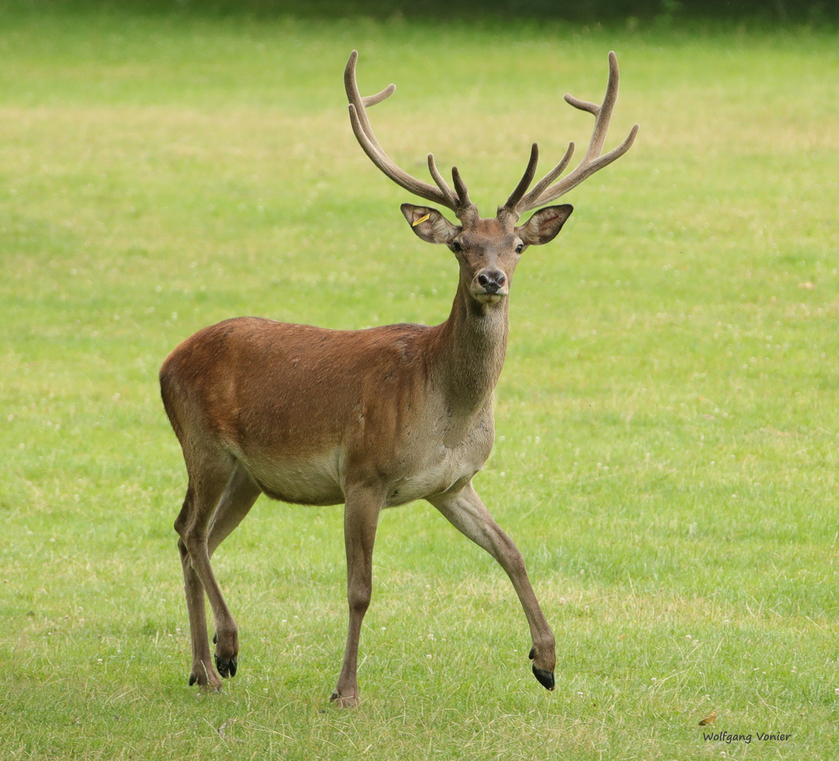 Hirsch Foto &amp; Bild | tiere, zoo, wildpark &amp; falknerei, säugetiere ...