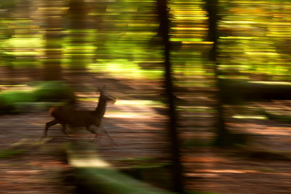 Hirsch? Foto & Bild lauf, natur, zoo Bilder auf