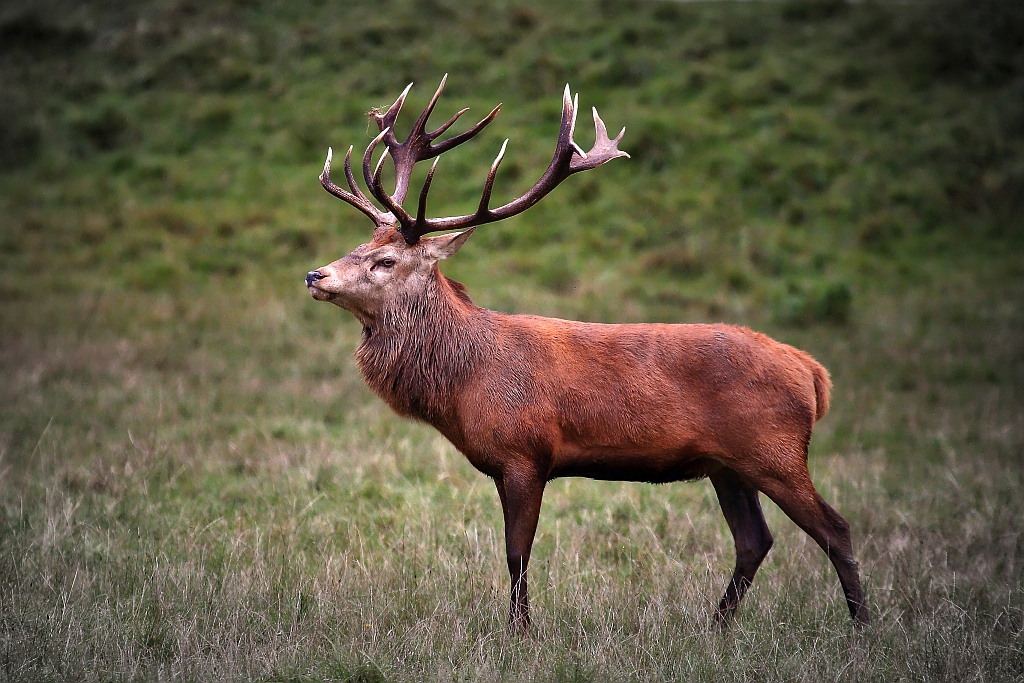 Hirsch Foto & Bild tiere, wildlife, säugetiere Bilder auf fotocommunity