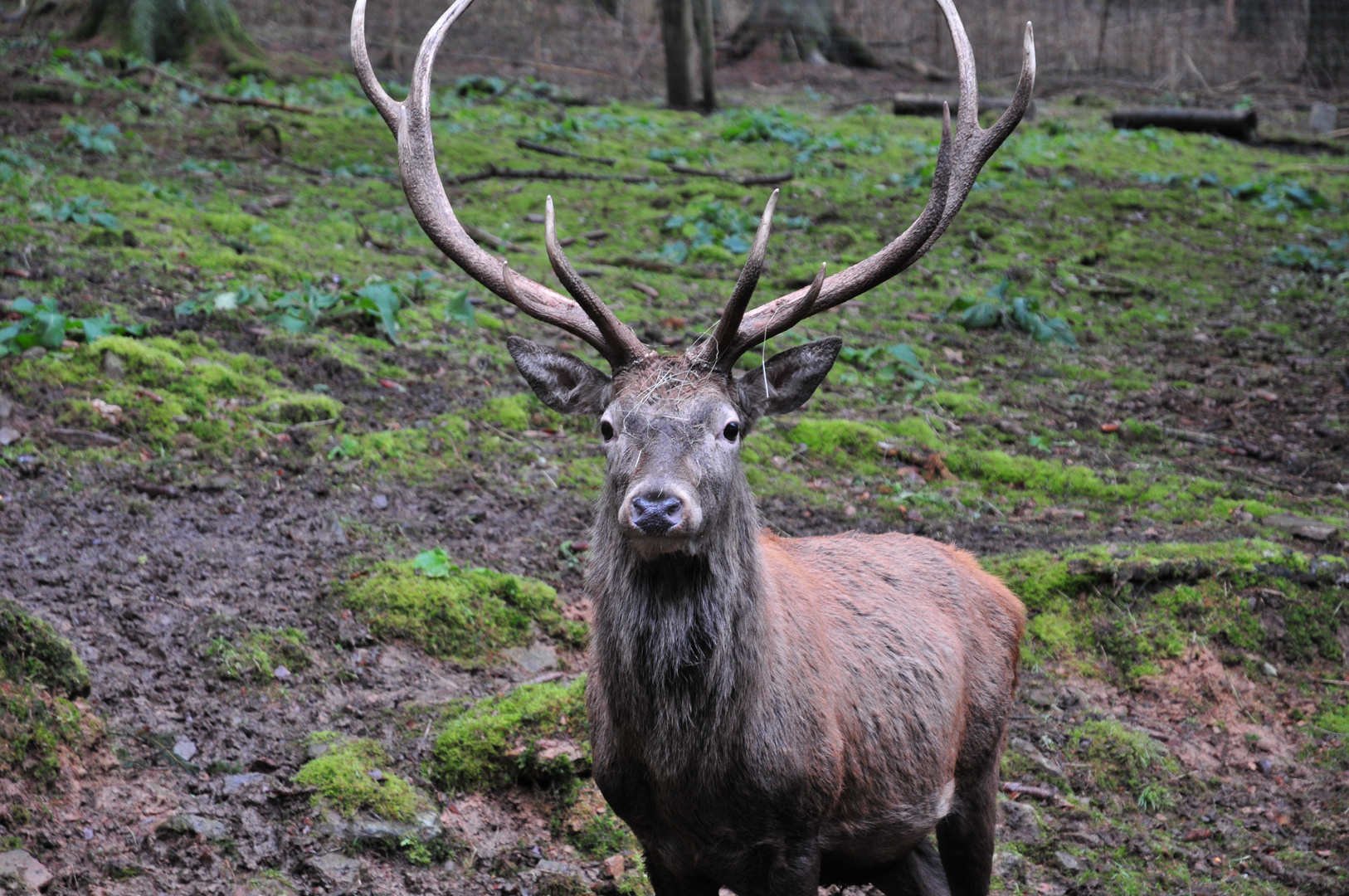 Hirsch Foto & Bild | tiere, wildlife, wildlife: sonstige tiere Bilder ...