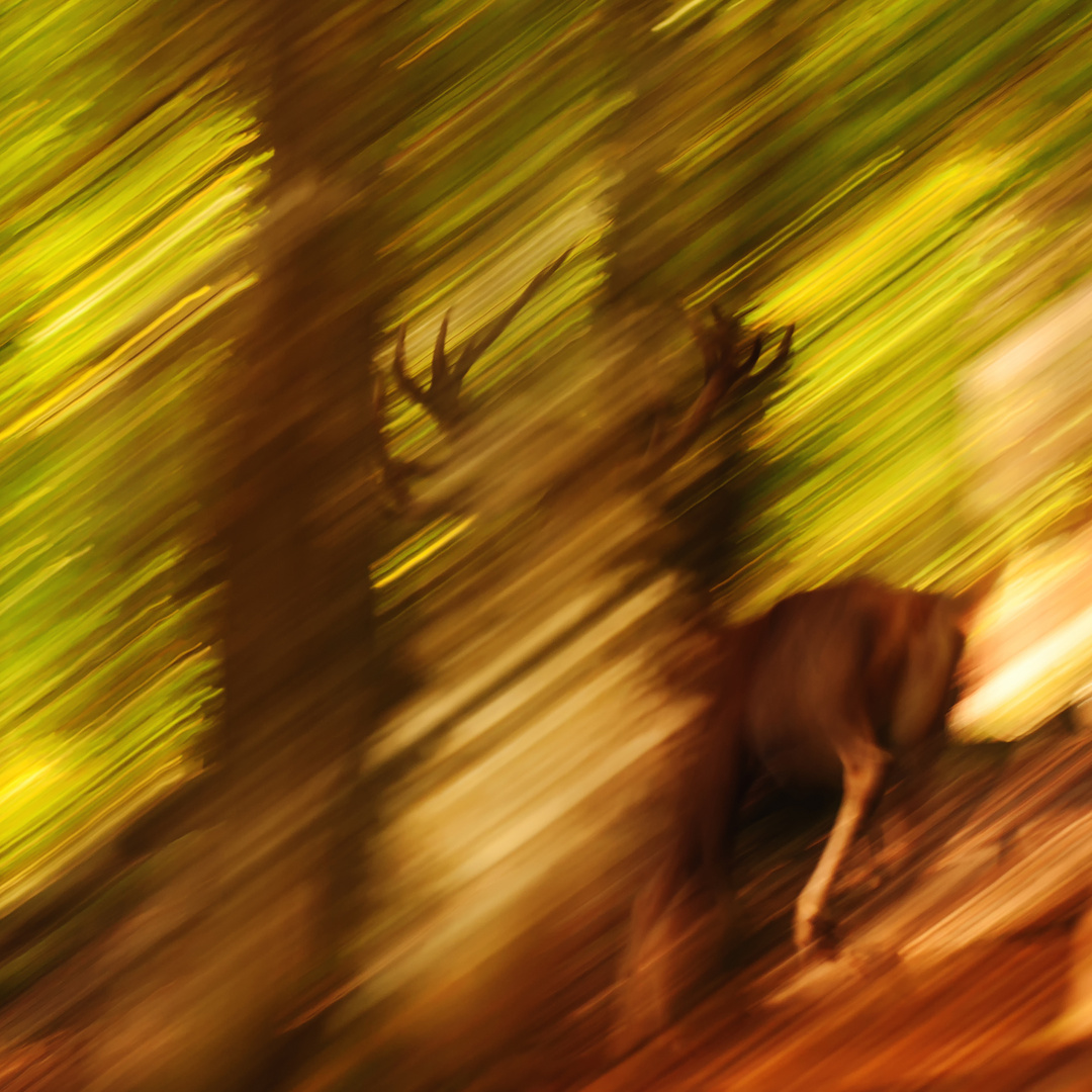 Hirsch! Foto & Bild lauf, natur, mitzieher Bilder auf