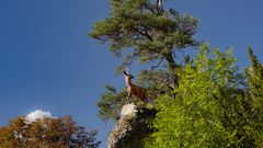 Hirsch
