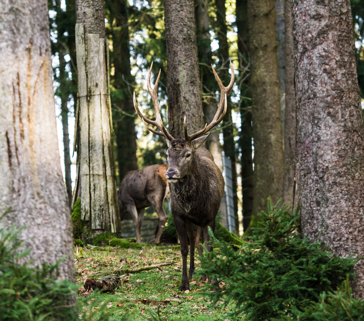 Hirsch Foto & Bild | tiere, natur Bilder auf fotocommunity