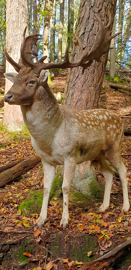 HIRSCH 