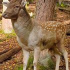 HIRSCH 