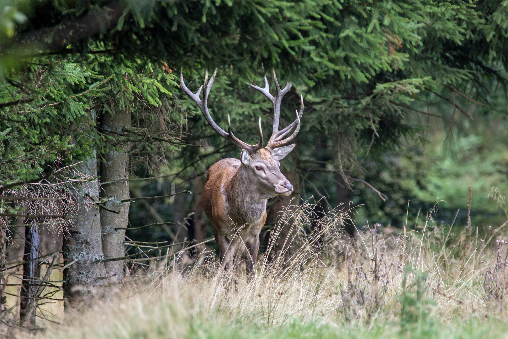 <strong>Hirsch</strong> Foto &amp; Bild wald, natur, landschaft Bilder auf