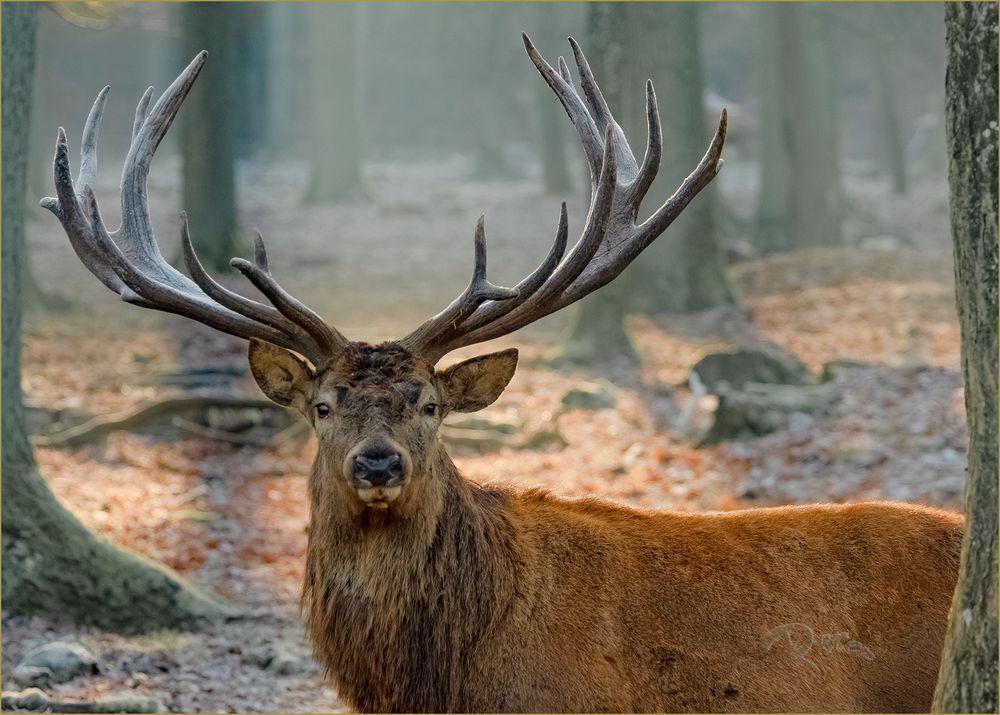 Hirsch Foto &amp; Bild naturkreativ, fotos, wald Bilder auf