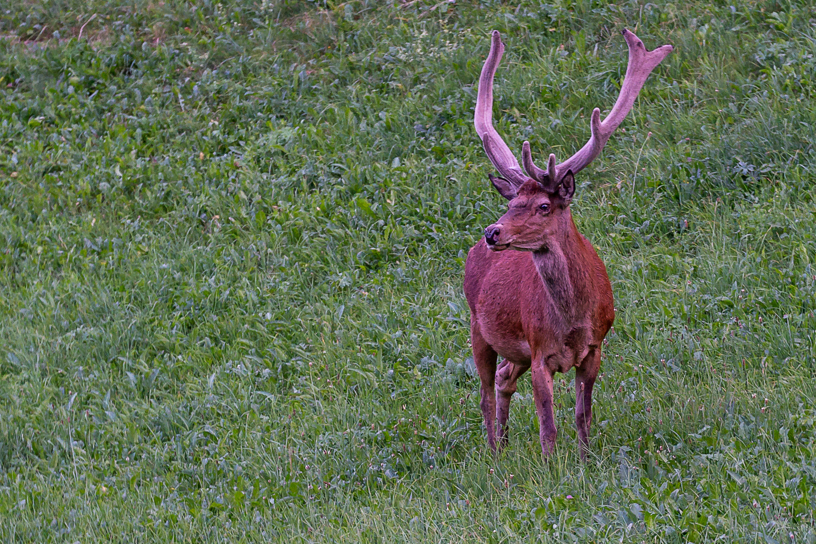 Hirsch am Abend 