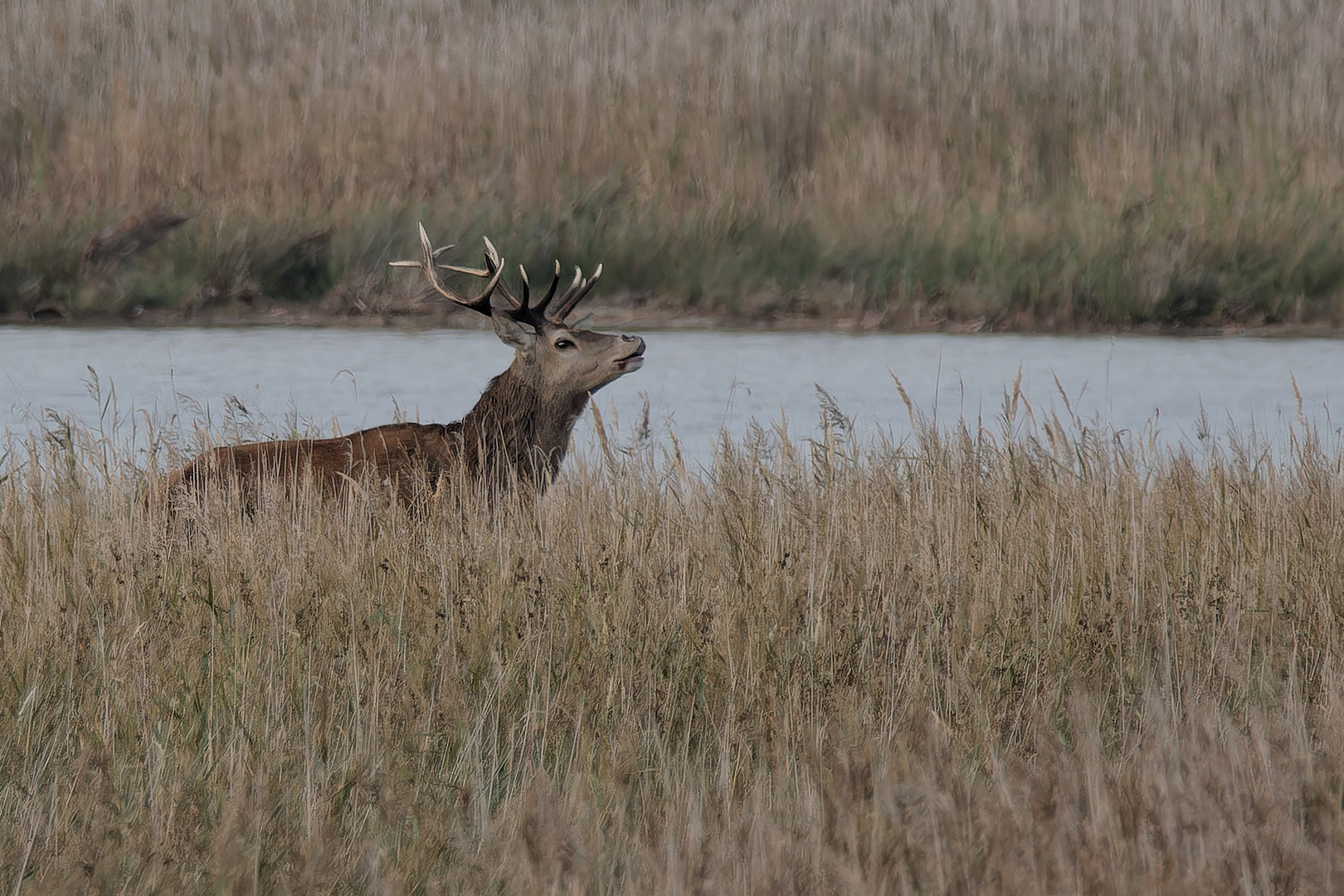 Hirsch am Bodden (Darß)