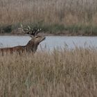 Hirsch am Bodden (Darß)