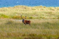 Hirsch am Darsser Ort