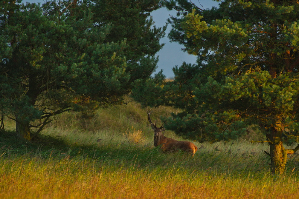 Hirsch am Darsser Ort