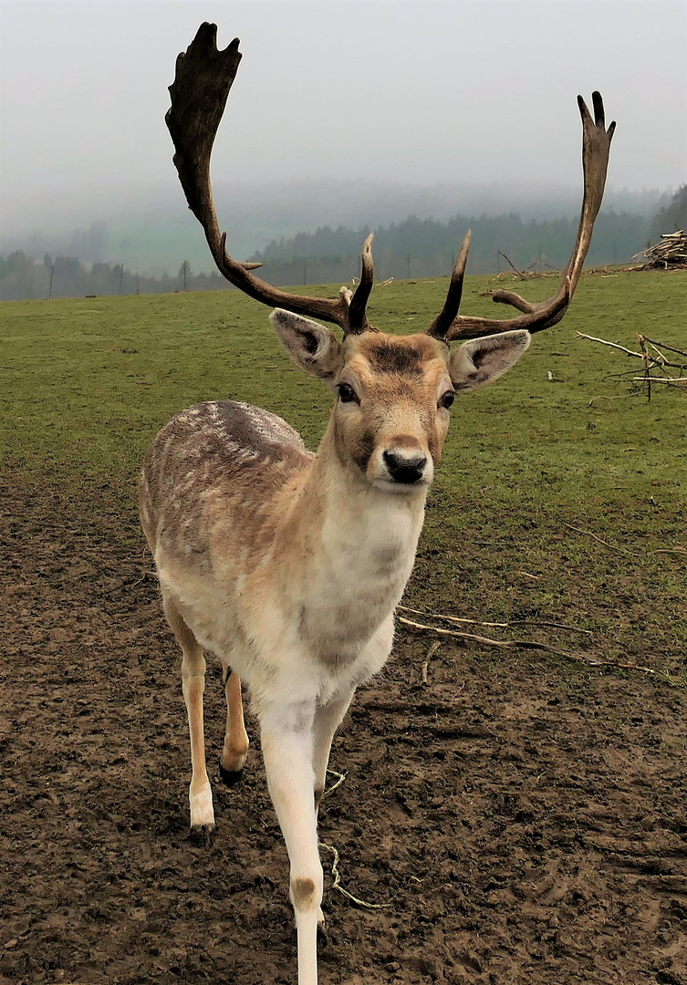  Hirsch am frühen Morgen