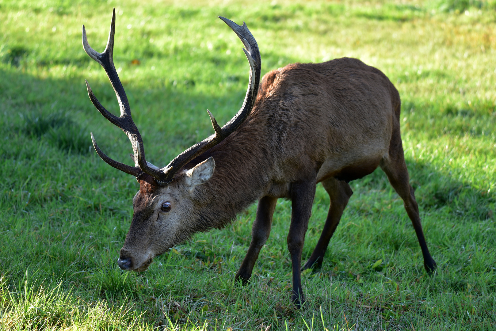 Hirsch am Gartenzaun