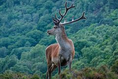 Hirsch am Loch Leven