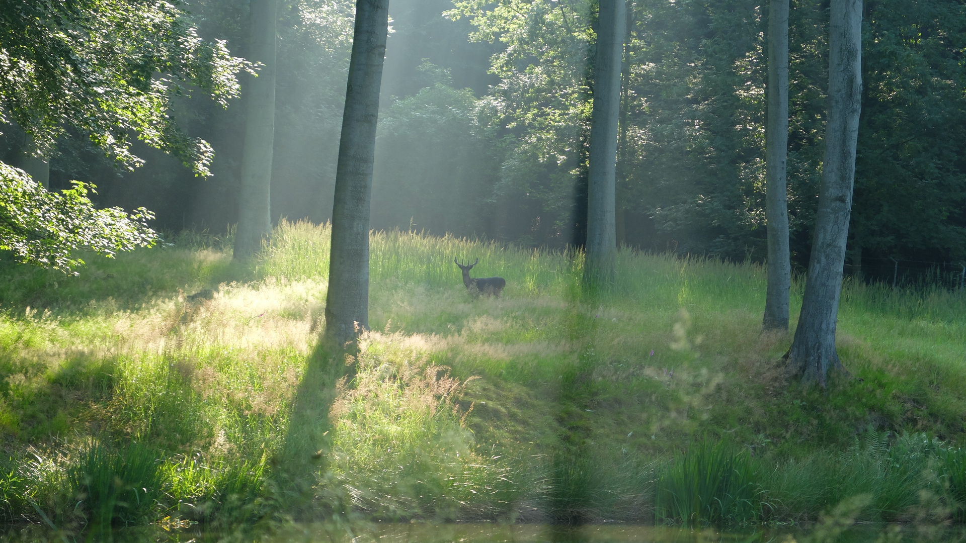 Hirsch am Morgen