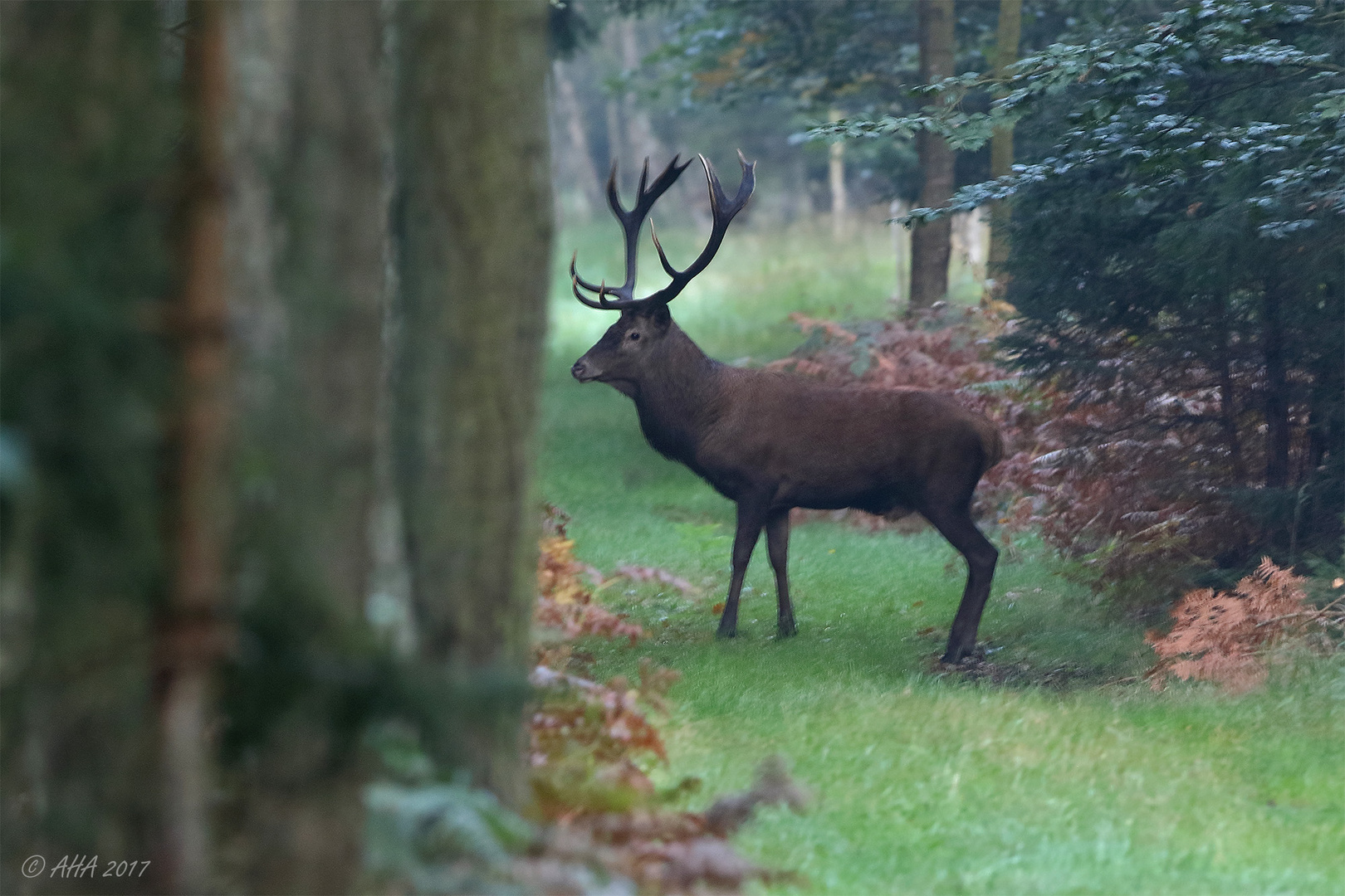 Hirsch am Morgen